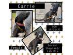 Adopt Carrie a German Shepherd Dog, Labrador Retriever