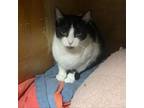 Adopt Mistletoe a Domestic Short Hair