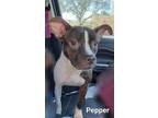 Adopt Pepper a American Staffordshire Terrier