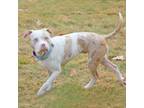 Adopt Winter a American Staffordshire Terrier