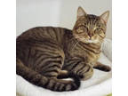 Adopt Tonka a Tabby