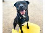 Adopt EDUARDO* a Labrador Retriever