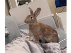 Adopt SPROUT a Bunny Rabbit