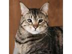 Adopt Tigernut a Domestic Short Hair