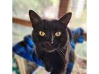 Adopt Emperor a Domestic Short Hair