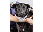 Adopt Rudy a Black Labrador Retriever, Labrador Retriever