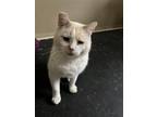 Adopt Snowball a Siamese, Domestic Short Hair