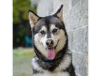 Adopt Thor a Alaskan Malamute, Siberian Husky