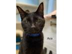 Adopt Ace - Center a American Shorthair