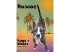 Adopt Roscoe a Terrier, Mixed Breed