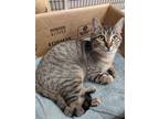 Adopt Biscuit - The Executive a Domestic Short Hair, Tabby