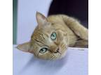 Adopt Stitch a Domestic Short Hair