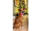 Adopt Red a Hound, Boxer