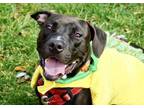 Adopt Stubbz a Labrador Retriever, Basset Hound