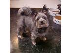 Adopt Oakley - 12 pounds a Schnauzer, Yorkshire Terrier