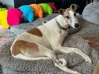 Adopt Oshkosh Noah (Noah) a Greyhound