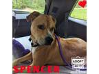 Adopt Spencer a Boxer, Labrador Retriever