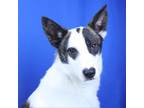 Adopt Sphere -111704R a Collie