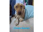 Adopt Cheeto Batman a Catahoula Leopard Dog, Pit Bull Terrier