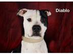 Adopt Diablo a Pit Bull Terrier