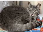 Adopt Misty a Domestic Short Hair