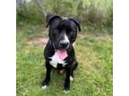 Adopt Ted a Pit Bull Terrier