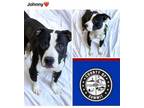 Adopt JOHNY a Pit Bull Terrier