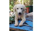 Adopt Denny a Great Pyrenees