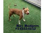 Adopt Roy Rodgers a Pit Bull Terrier