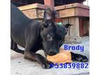 Adopt Brody a Pit Bull Terrier