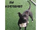 Adopt Sid a Pit Bull Terrier