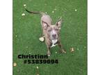 Adopt Christian a Staffordshire Bull Terrier