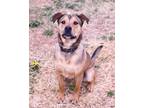 Adopt Sparky a German Shepherd Dog, Mixed Breed