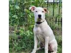 Adopt Brighton a Pit Bull Terrier