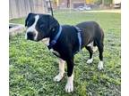 Adopt HAMMER a American Staffordshire Terrier