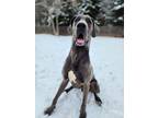 Adopt Otis a Great Dane