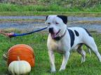 Adopt Pongo a Pit Bull Terrier