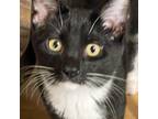 Adopt Oreo a Tuxedo