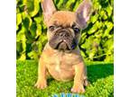 French Bulldog Puppy for sale in San Diego, CA, USA