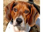 Adopt Hunter a Beagle, Hound