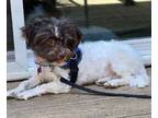 Adopt Copper Top a Shih Tzu