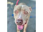 Adopt Kenny - Foster or Adopt Me! a American Staffordshire Terrier