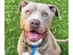 Adopt Kenny - Foster or Adopt Me! a American Staffordshire Terrier