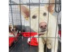 Adopt Phantom a German Shepherd Dog