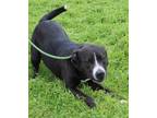 Adopt Bubba a Black Labrador Retriever