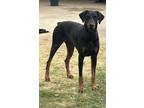 Adopt Rex a Doberman Pinscher