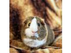 Adopt Caramelo a Guinea Pig