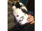 Adopt August a Lionhead