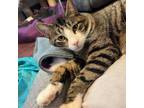 Adopt Tim Robinson a Domestic Short Hair