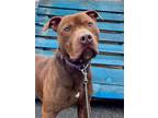 Adopt Rylo a American Staffordshire Terrier